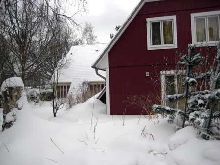 Kiekoever-im-Schnee